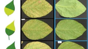 FMC Launches New Topguard EQ Fungicide Premix