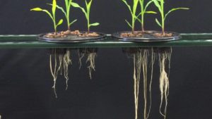 The BioAg Alliance Advances New Microbial Solutions For Agriculture