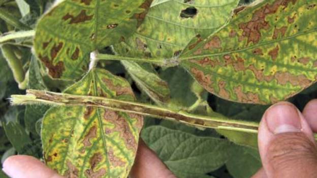 Tips For Managing Six Serious Soybean Diseases