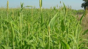 CommoditAg Adds Alta Seeds to Extensive Supplier List 