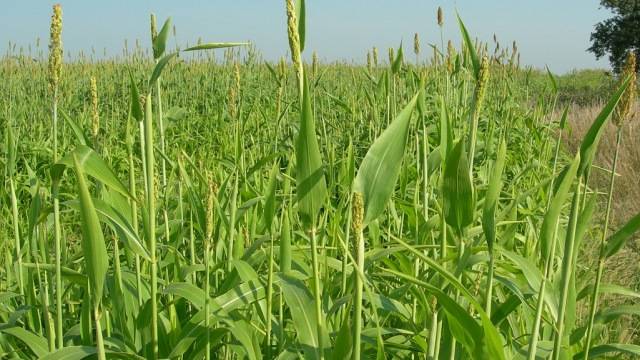CommoditAg Adds Alta Seeds to Extensive Supplier List 