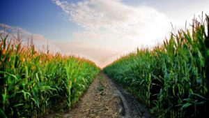 Biostimulants: Crop Input or Management Mindset?