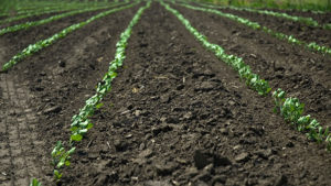 Ontario Ag Retailers Make Great Strides for Great Lakes Water Quality