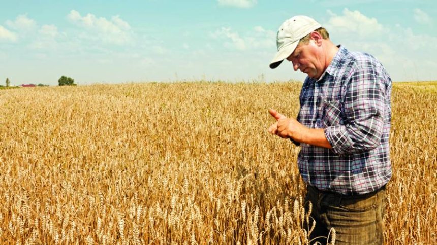 A Check-up Using Nutrient Deficiency Symptoms