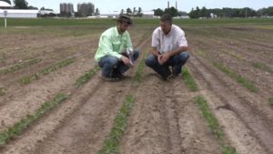 Soilborne Diseases Impact Soybeans