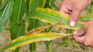Diagnosing and Correcting Sulfur Deficiency in Crops