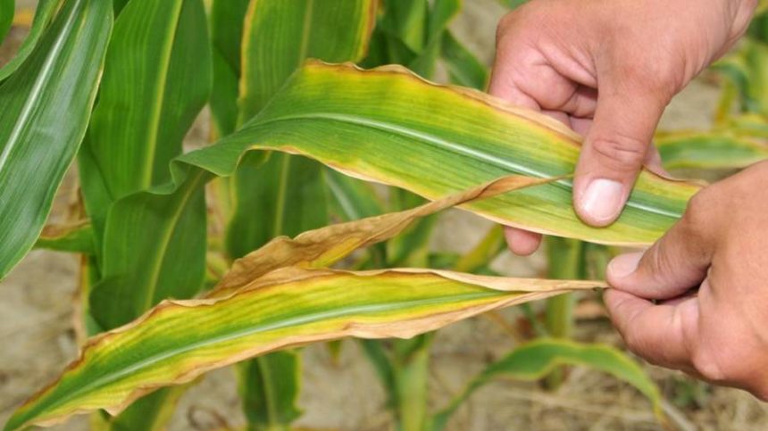 Diagnosing and Correcting Sulfur Deficiency in Crops