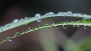A New Weed-Control Era Begins: But First, One Last Obstacle