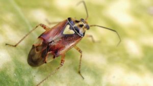 California Agriculture: What A Difference A Year Makes For Insect And Disease Control