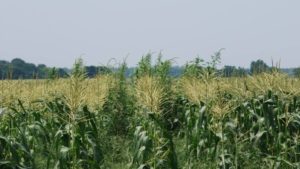 Online Course Offers Assistance in Developing Weed Management Plan