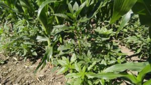 Herbicide Resistance: The Numbing Numbers From The Weed Wars