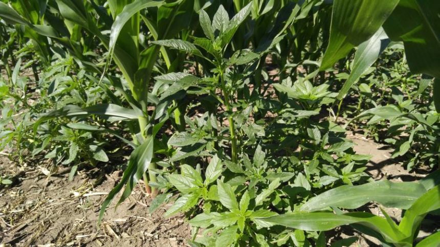 Herbicide Resistance: The Numbing Numbers From The Weed Wars