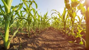 The 4R Principles of Nutrient Management — Do You Really Know Them?