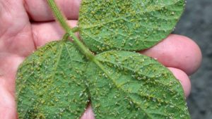 Multi-state Research Reveals IPM Best Option for Treatment of Soybean Aphids