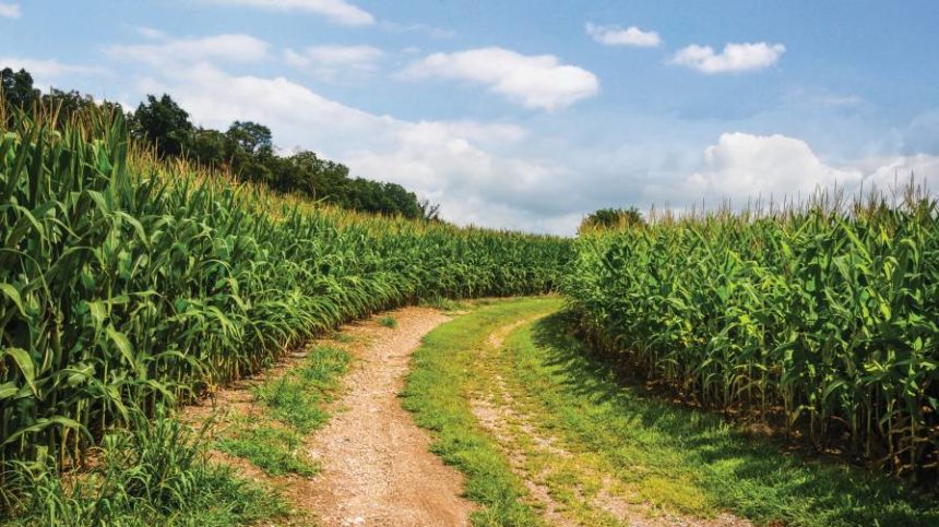 Farmers For Free Trade Applaud United States-Mexico-Canada Agreement, with Caveat