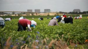 Trump: Immigration Crackdown Won’t Impact U.S. Agriculture