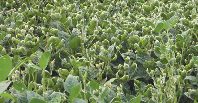 Minnesota Announces Restrictions on Using Herbicide Dicamba