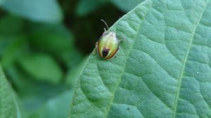 Experts: Mild Winter, Early Planting Will Increase Soybean Insect Threat