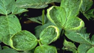 Sale, Use of Dicamba Banned in Arkansas