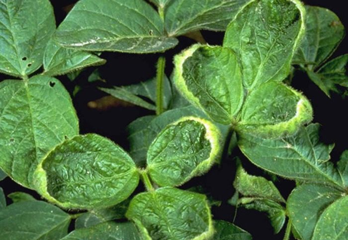 Sale, Use of Dicamba Banned in Arkansas