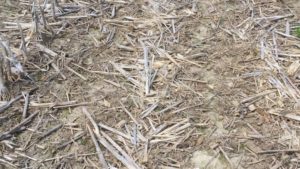 Weed Control: Start Clean With Effective Burndowns