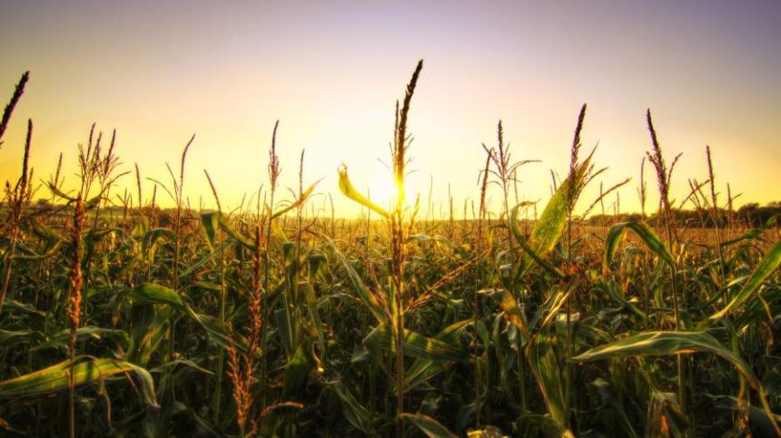 The International Plant Nutrition Institute: The Mission Continues