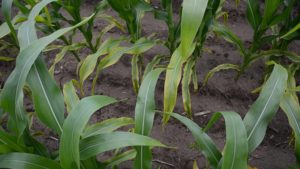 Recognizing Potassium Deficiency Symptoms in Crops