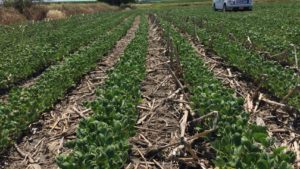 Monsanto’s Fraley Addresses Dicamba Situation in Open Letter to Farmers