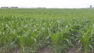 Corteva Agriscience to Invest in Evogene’s Agriculture Biologicals Subsidiary, Lavie Bio