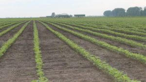 Dow AgroSciences, ADM Collaborate to Bring Enlist E3 Soybeans to U.S. Farmers
