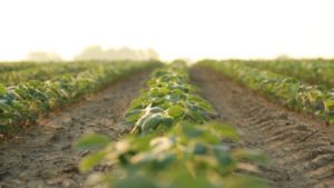 Ongoing Evaluation Key to Controlling Weeds, Improving Yield in Soybeans