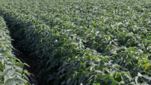 TFI, Ecosystem Services Market Consortium Launch Pilot to Test Improved Nutrient Stewardship