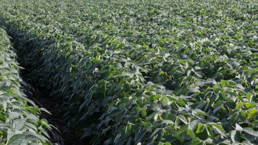 Correct Seeding Rates Help Maximize Soybean Profitability, Productivity