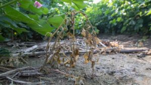 Firsthand Look at Enlist Duo Herbicide Impressing Farmers