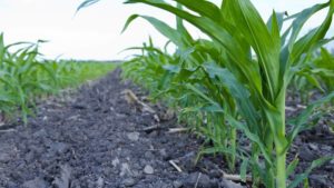 How to Variable Rate Sidedress Fertilizer at the Same Time As Inter-Seeding Cover Crops