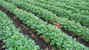 The Plant Biostimulant Space: Challenges and Opportunities