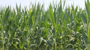 BASF Launches Zidua SC Herbicide as New Tool Against Resistant Weeds