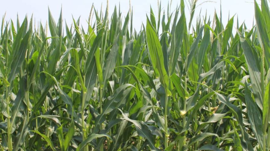 Vernon: CommoditAg Designed to Address E-Commerce Trend in Crop Protection