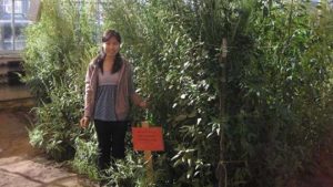 Study: Herbicide Rotation Ineffective Against Resistance in Waterhemp