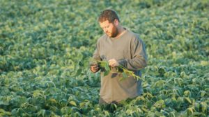Soybean Association to Study Dicamba Herbicide Complaints