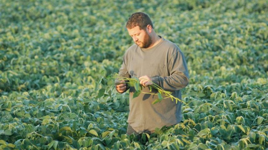Soybean Association to Study Dicamba Herbicide Complaints