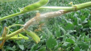 Rare Soybean Disease Shows in Missouri