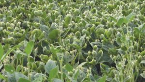 Dicamba: What to Expect in 2018