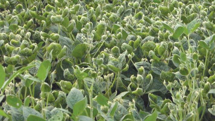 Dicamba: What to Expect in 2018