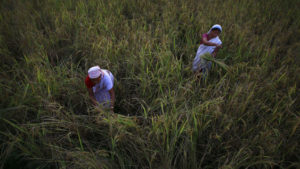 In India, Agrichemical Distribution is No Easy Task