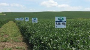 Syngenta Expands NK Soybean Portfolio for 2019