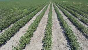 Dicamba and the Treadmill of Herbicide Resistance