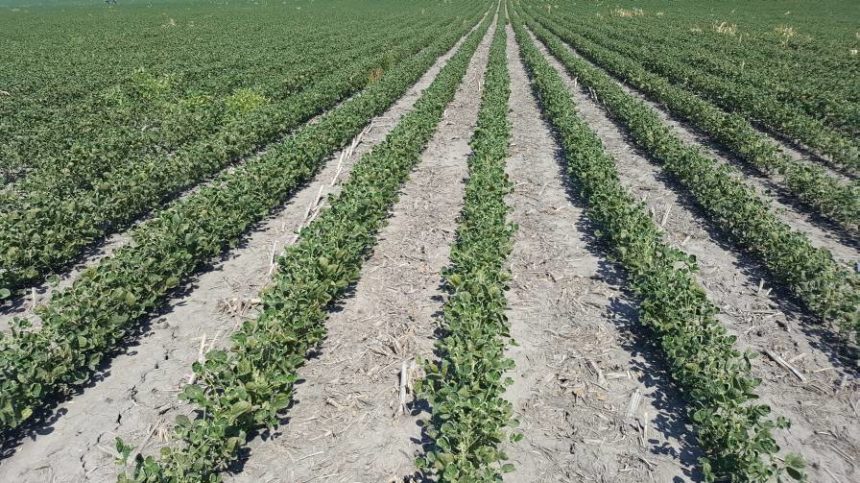 Dicamba and the Treadmill of Herbicide Resistance