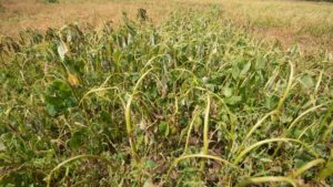 Combatting Palmer Amaranth, Other Herbicide-Resistant Weeds Focus of Conference