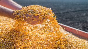 Attacking Seed Sales in 2019
